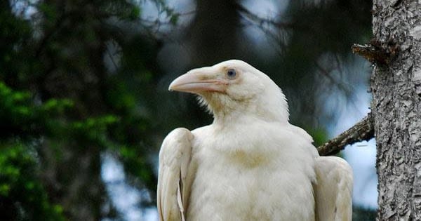 cuervo blanco