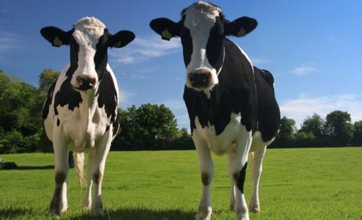 Bartomeu reubica a las vacas de Setién