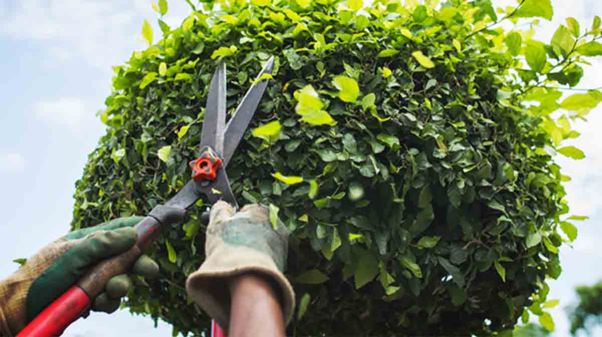 La primavera de la poda