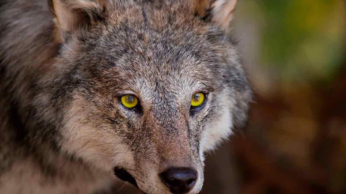 Elogio inquieto del Lobo Carrasco