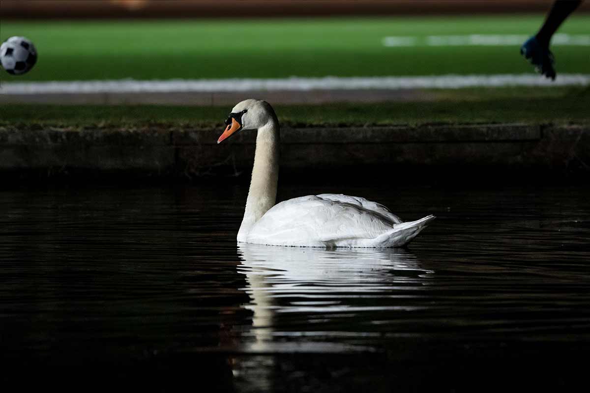 El cisne blanco