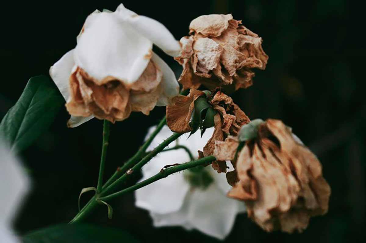 Las flores marchitas del futuro