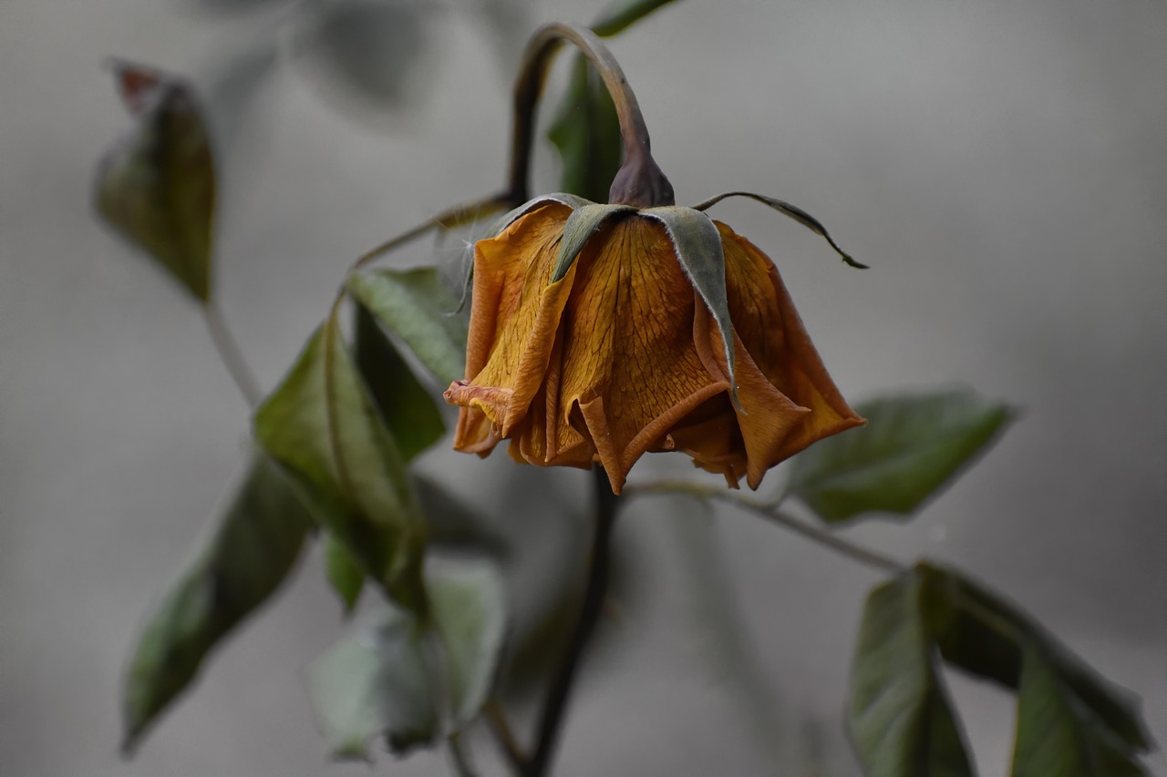 Las flores marchitas del futuro (II)